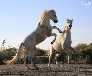 yapboz İki beyaz at